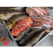 漁港からとれたてのよそにはない珍しい地魚
