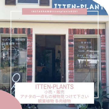 ITTEN-PLANTS　花　観葉 植物 多肉 植物　