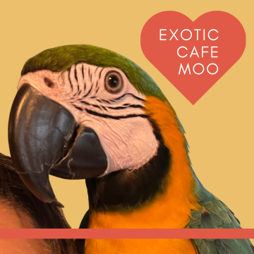 Exotic cafe Moo　カフェ｜飲食｜動物｜メイン画像