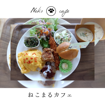 Neko◯cafe｜橋本市｜カフェ｜モーニング｜ランチ｜保護猫紹介画像